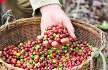 UTZ certificering, Bureau Veritas