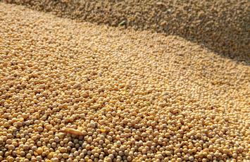 VLOG, Bureau Veritas