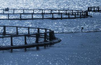 GLobal Gap certificering, Bureau Veritas