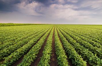 RTRS certificering, Bureau Veritas