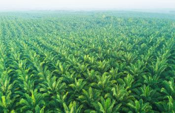 RSPO certificering, Bureau Veritas